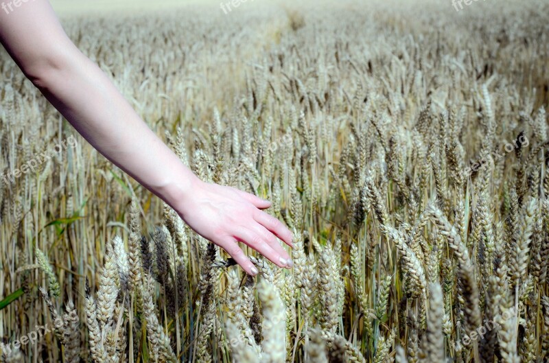 Wheat Field Field Wheat Cereals Grain