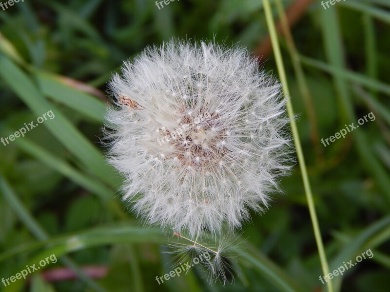 Dandelion Nuns Free Photos