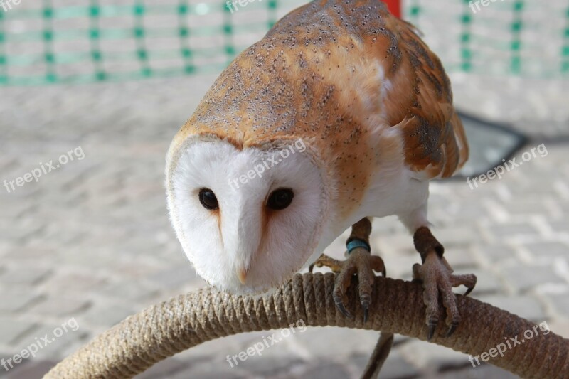 Barn Owl Owl Hunter Bird Of Prey Bird