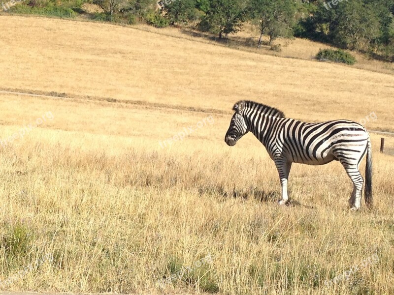 Zebra Safari Zoo Field Africa