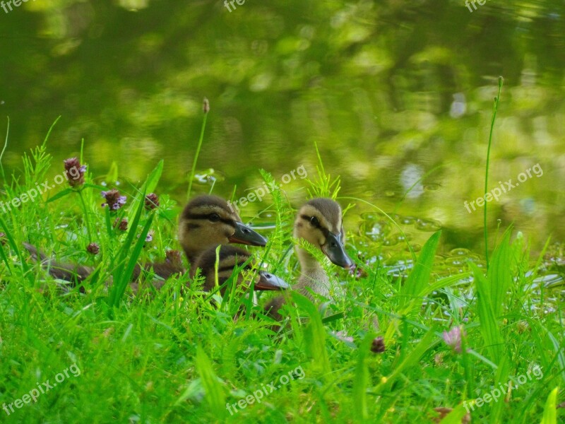 Ducks Chicks Water Bird Animal Bird