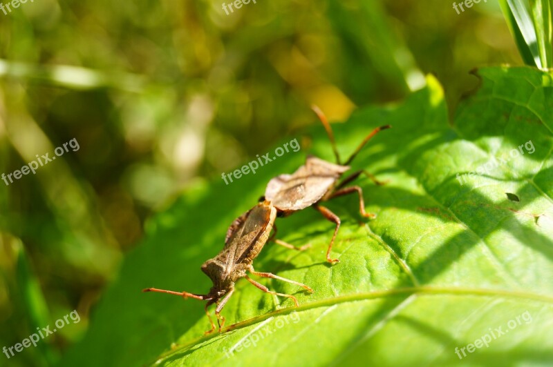 Beetle Pairing Insect Nature Close Up