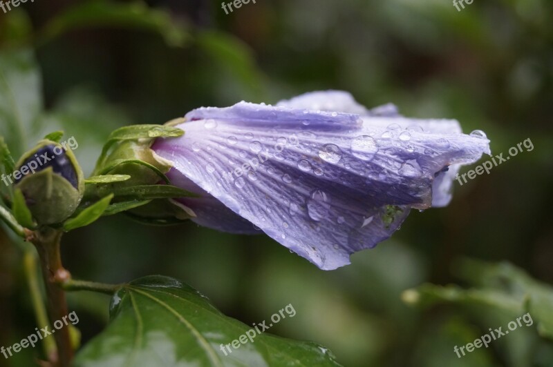 Flower Drip Purple Raindrop Macro