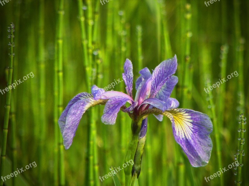 Wild Flower Iris Nature Spring Natural