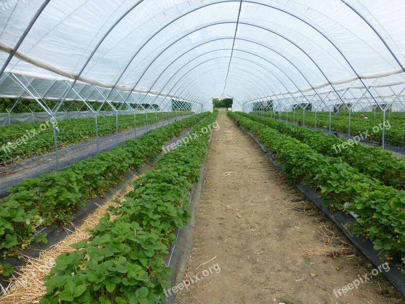 Greenhouse Green House Hothouse Conservatory Farming