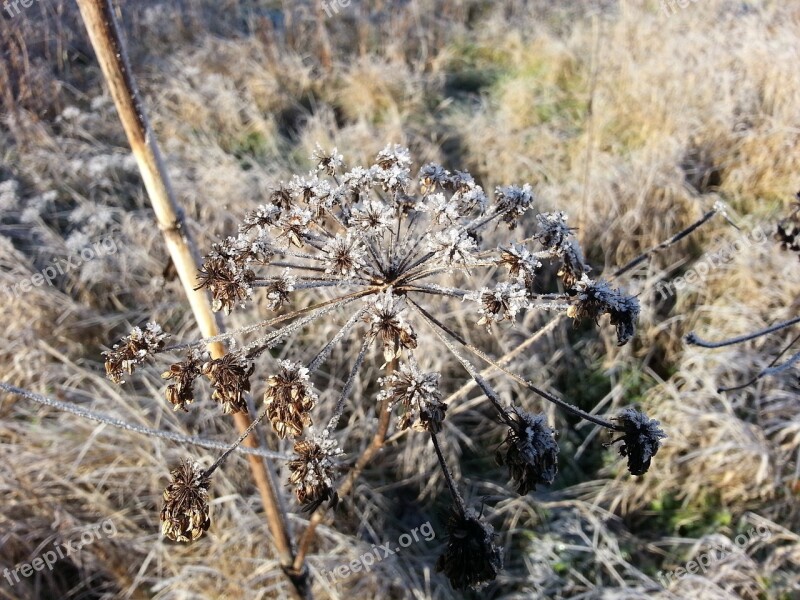 Frost Plant Winter Free Photos