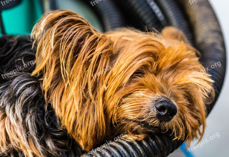 Yorkshire Terrier Terrier Dog Small Tired