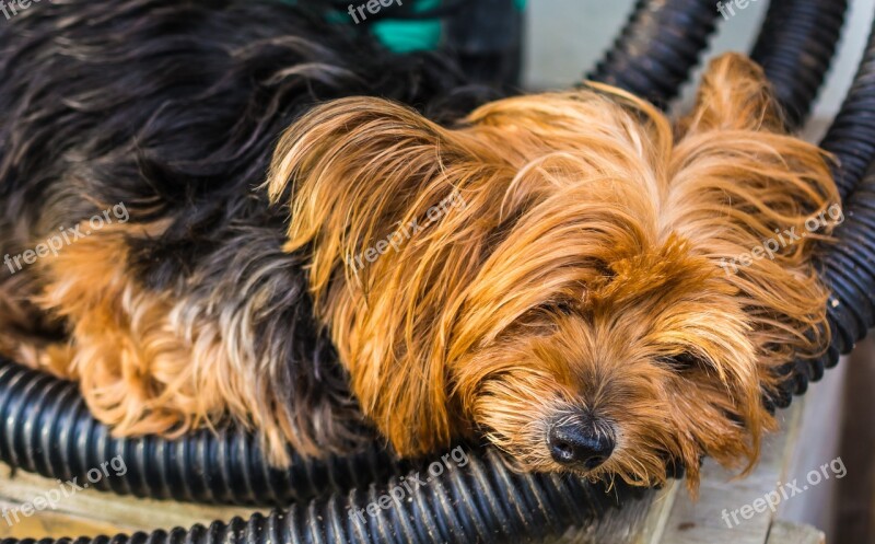 Yorkshire Terrier Terrier Dog Small Tired