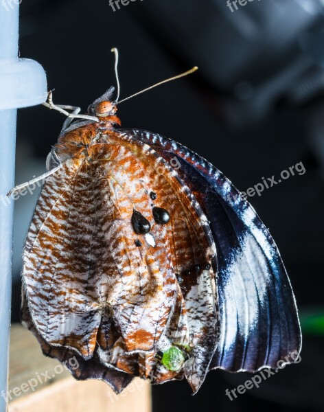 Butterfly Just Hatched Insect Close Up Free Photos