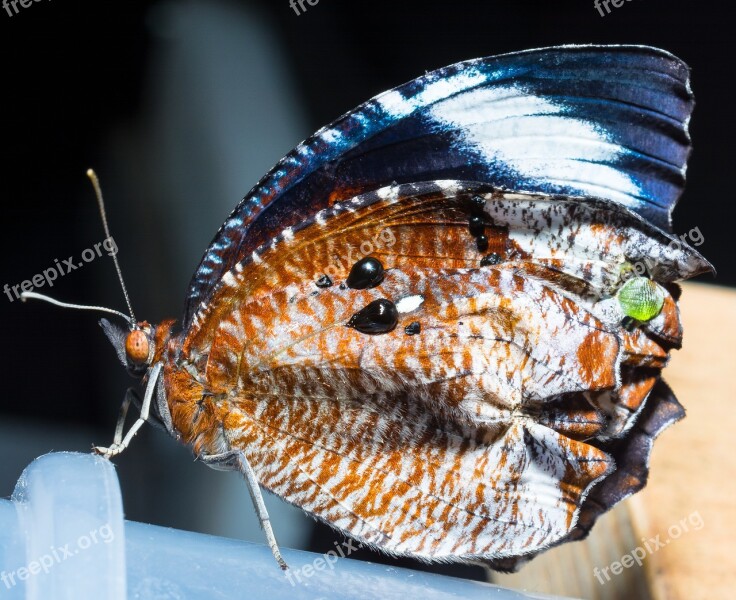 Butterfly Just Hatched Insect Close Up Free Photos