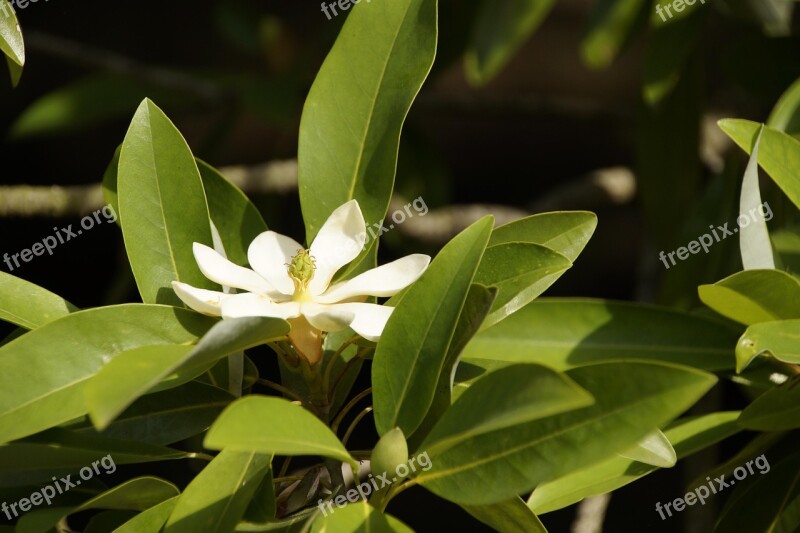 Magnolia Blossom Bloom Flower White