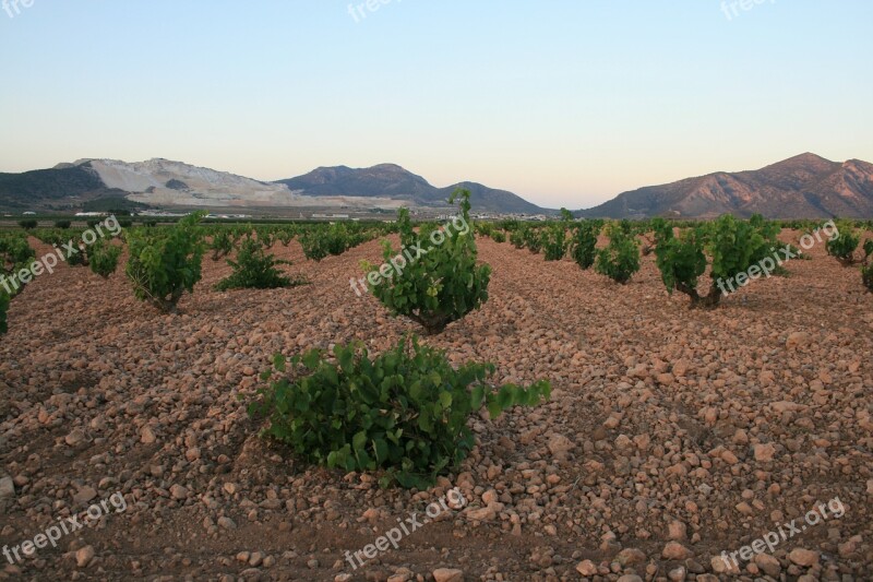 Algueña Alicante Vine Wine Vineyard