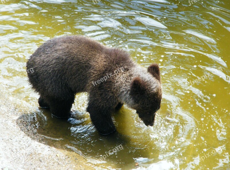 Bear Brown Bear Young Mammal Animal