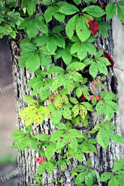 Leaves Tree Vine Summer Green