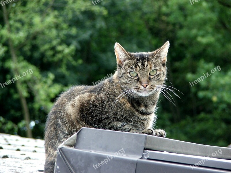 Domestic Cat Cat Mackerel European Shorthair Animal