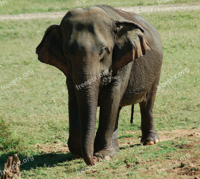 Elephant Nature Wildlife Animal Mammal