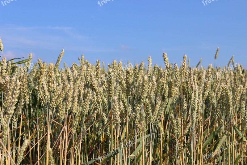 Field Spikes Free Photos