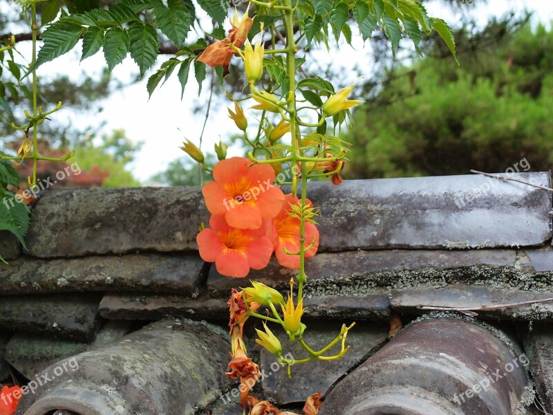 Flowers Hanok Roof Tile Summer Free Photos