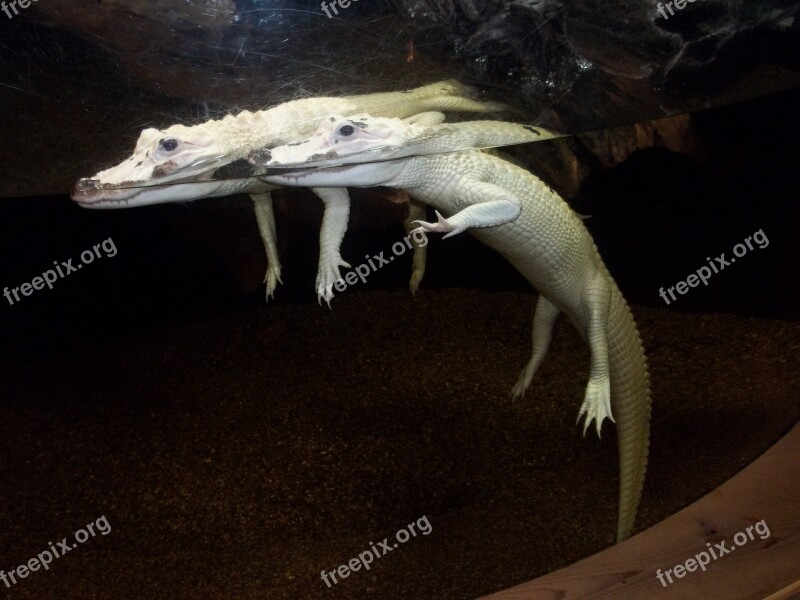 Alligator Aquarium Albino Carnivore Wildlife