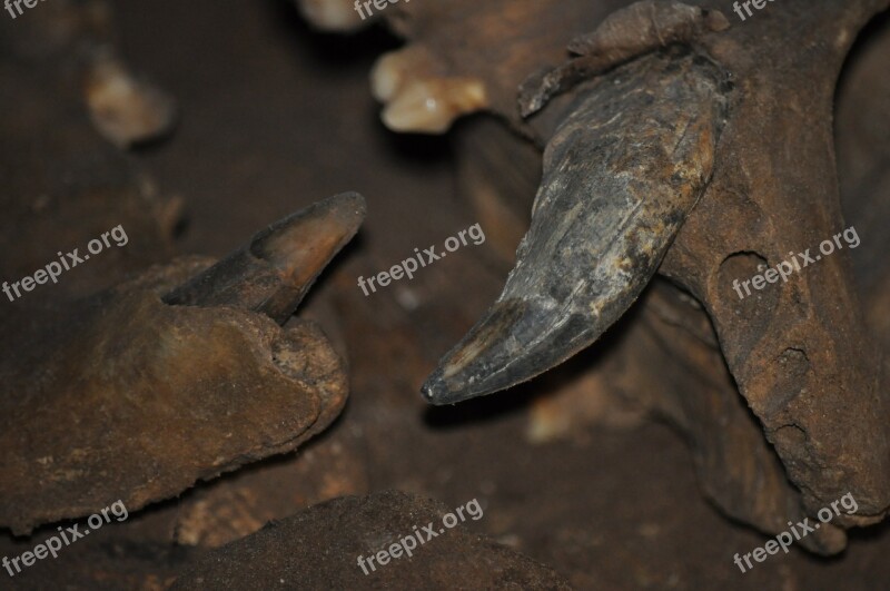 Cave Fangs Cave Animal The Cave Of The Bear Poland