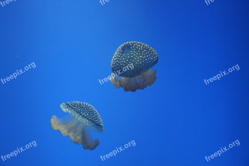 Jellyfish Ocean Sea Free Photos