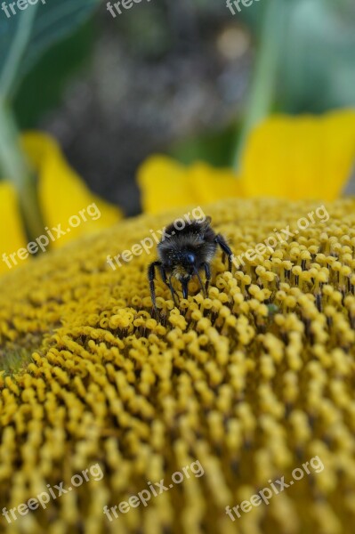 Hummel Insect Sunflower Public Record Blossom