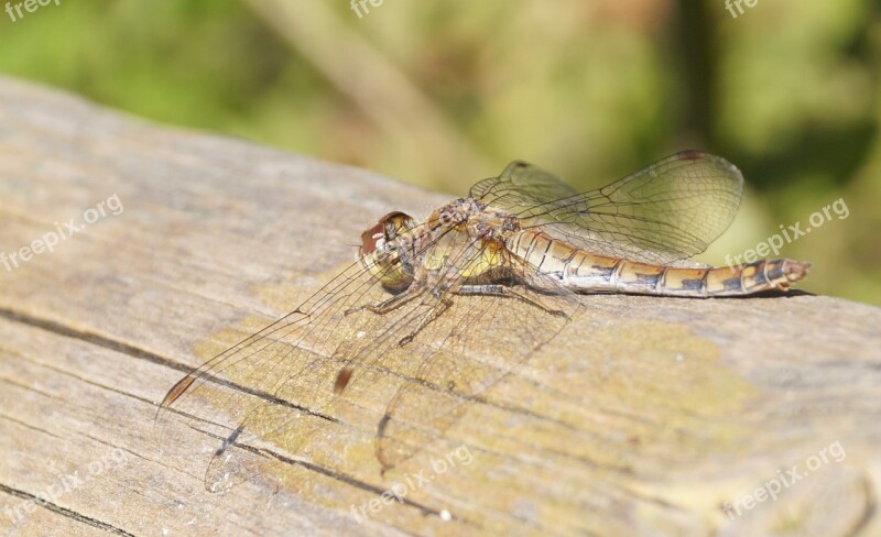 Dragonfly Brown Wing Insect Nature