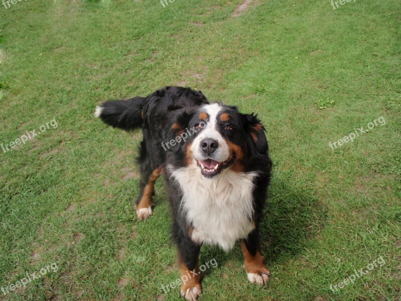 Dog Bernese Mountain Dog Mountain Dog Good Dear