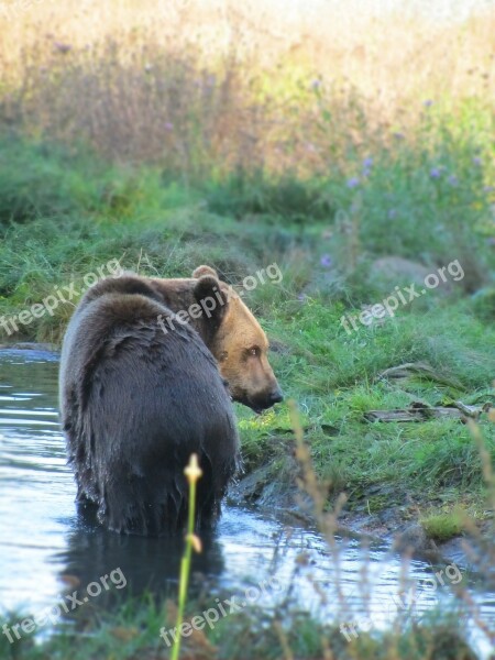 Bear Brown Bear Sun Spring Wildlife Park