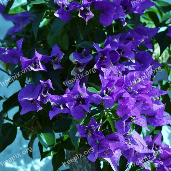 Bougainvillea Purple Flower Flowering Shrub Garden