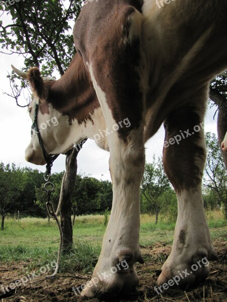 Cow Four-legged Animal Farm Animals Hair