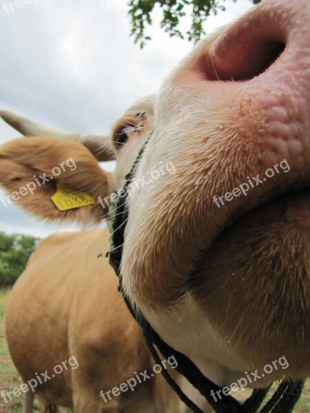 Cow Four-legged Animal Farm Animals Hair