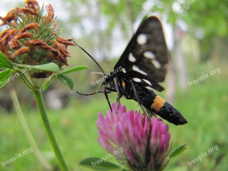 Butterfly Flower Purple Nature Sheer