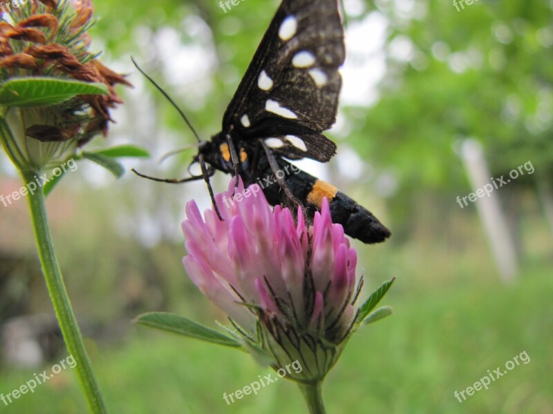 Butterfly Flower Purple Nature Sheer