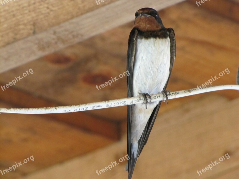 Bird Animal Swallow Pen Winged