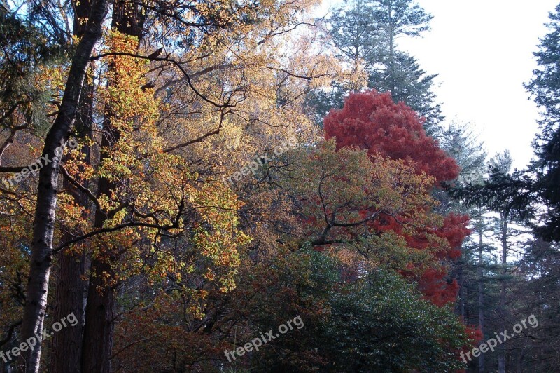 Autumn Tree Forest Leaf Foliage