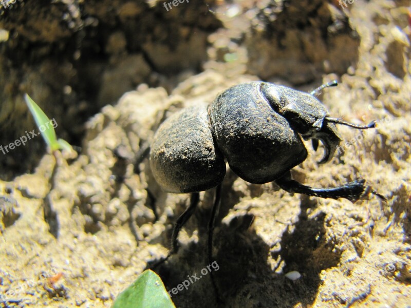 Beetle Earth Animal Insect Nature