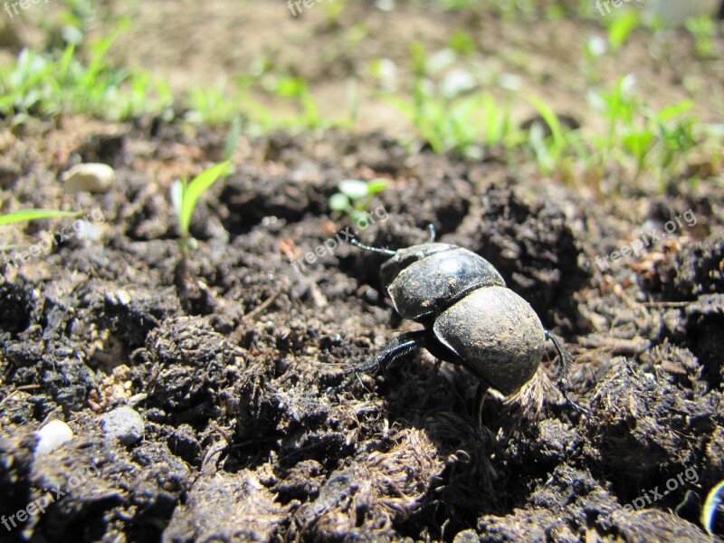 Beetle Earth Animal Insect Nature