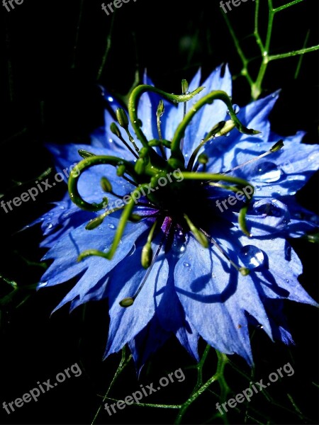 Virgin In The Green Nigella Damascena Flower Blossom Bloom