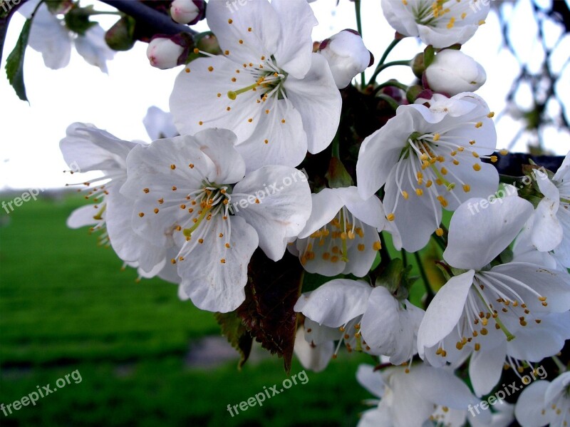 Apple Blossom Blossom Spring White Apple Tree