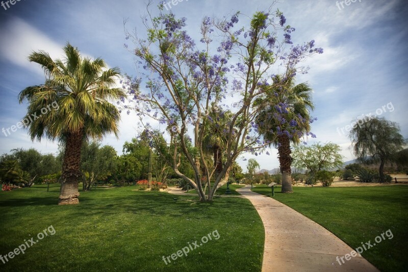 Palm Springs California Park Palm Trees Grass