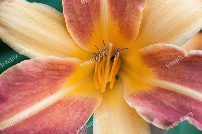 Daylily Hemerocallis Day Lily Flower Flower Plant