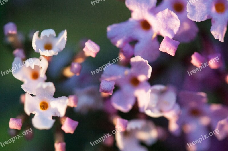 Buddleja Davidii Butterfly Bush Lilac Plant Summer Lilac