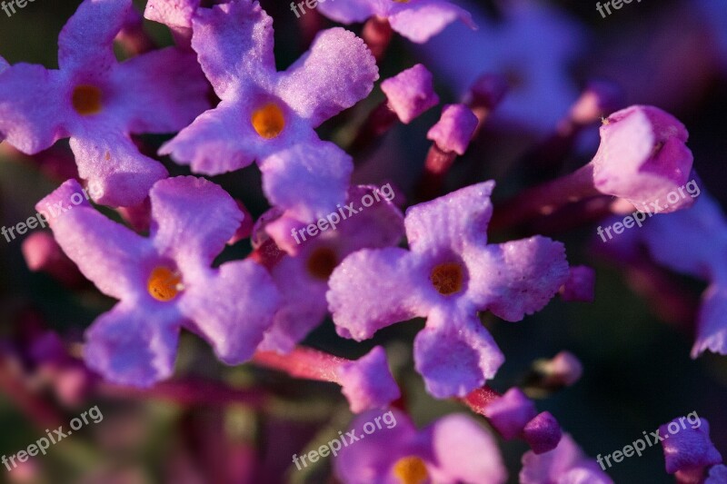 Buddleja Davidii Butterfly Bush Lilac Plant Summer Lilac