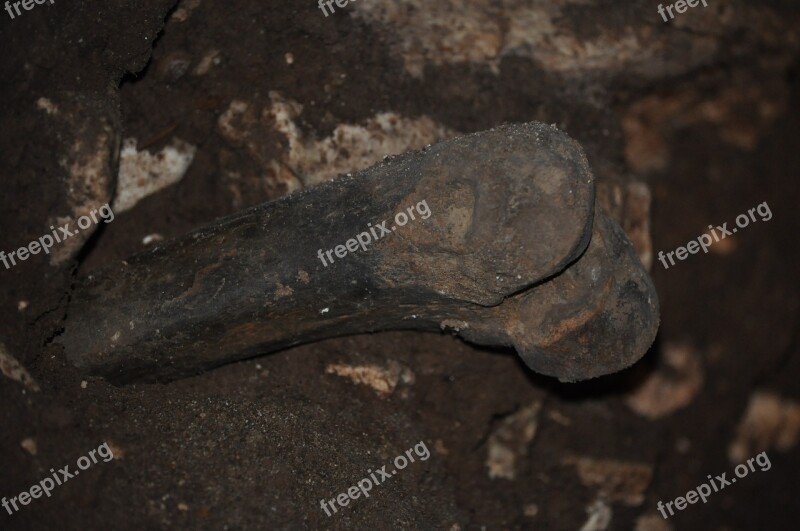 Bone Fossil Prahistoria Cave Free Photos