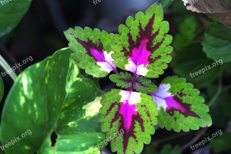 Coleus Plant Nature Flowers Garden