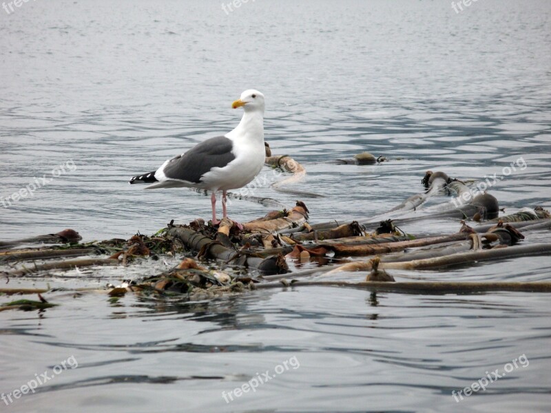 Animal Bird Seagull Ocean Water