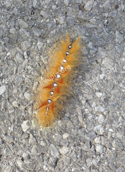 Maple Moth Acronicta Caterpillar Yellow Free Photos