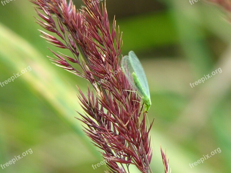 Lacewing Insect Wild Grain Green Wing