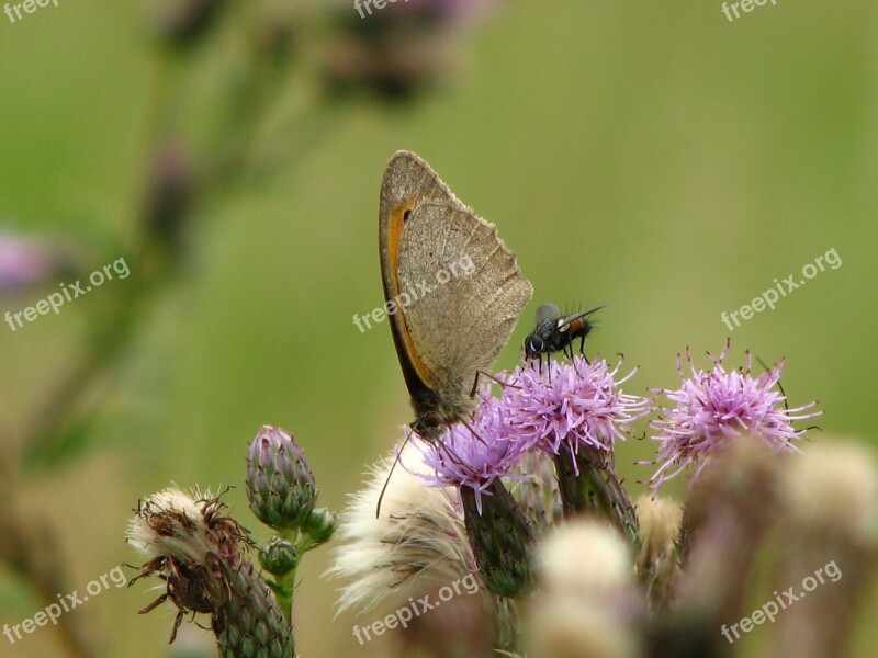 Butterfly Fly Thistle Flower Insect